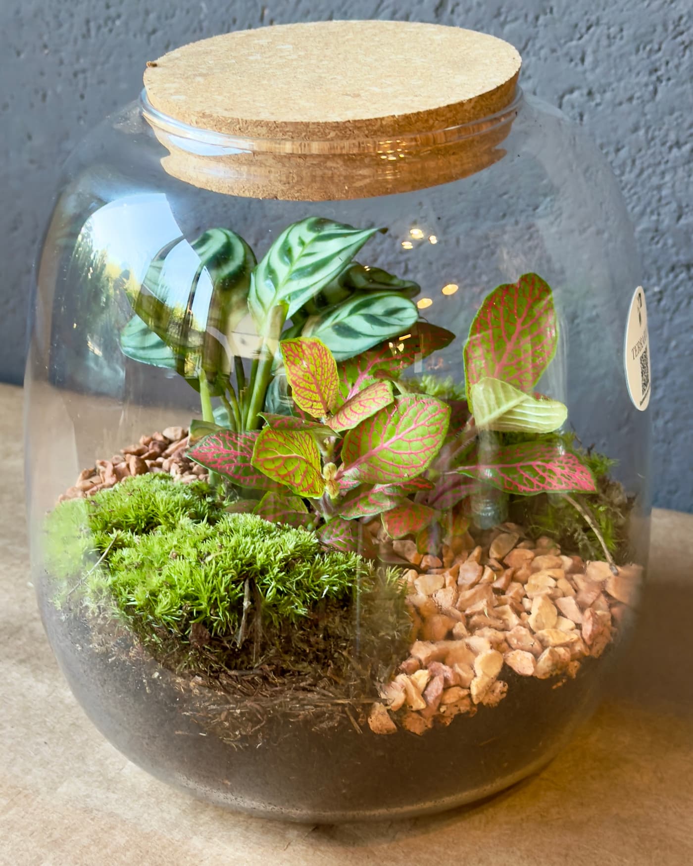Terrarium in vaso di vetro con muschio e piante